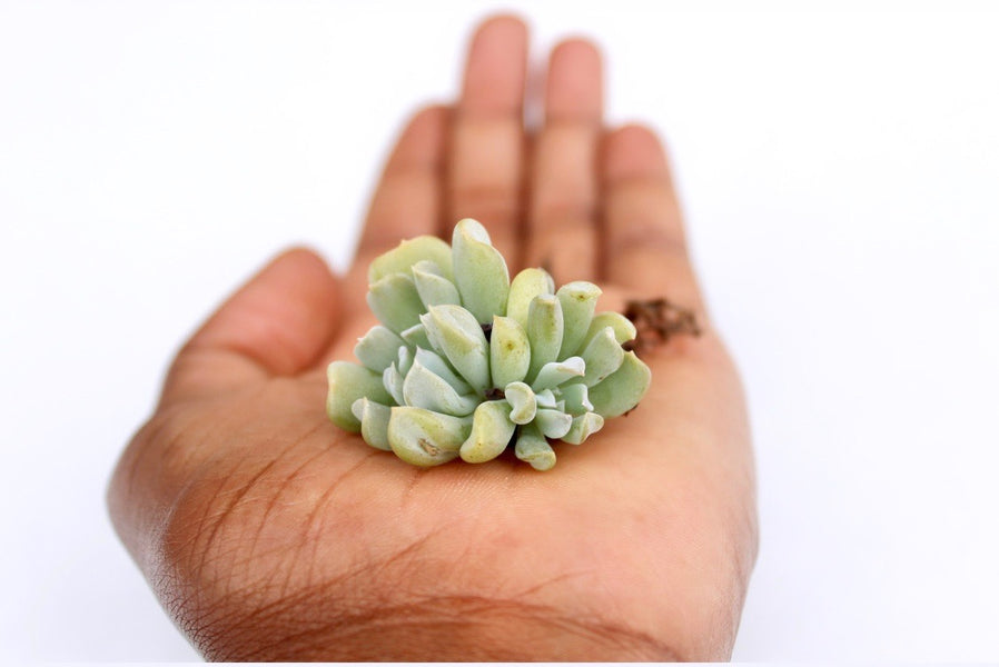 How To Care For Succulents: A Basic Guide For Keeping Your Succulents Alive