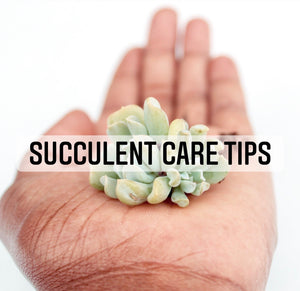 succulent care, how not to kill succulents, how to keep your succulent alive